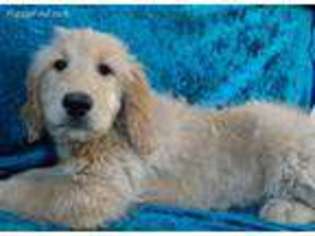 Goldendoodle Puppy for sale in Hilbert, WI, USA