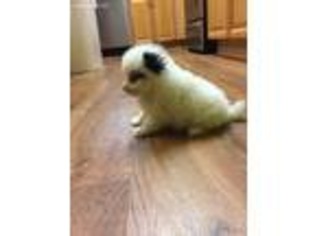 Pomeranian Puppy for sale in Catawba, SC, USA