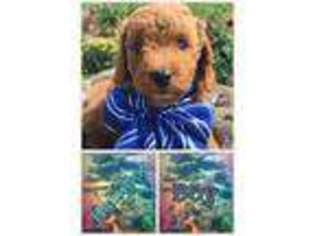 Goldendoodle Puppy for sale in Rimersburg, PA, USA