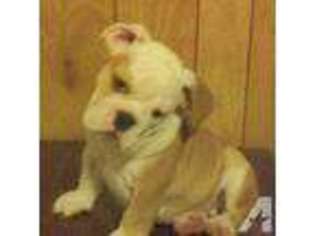 Bulldog Puppy for sale in HAZLEHURST, GA, USA