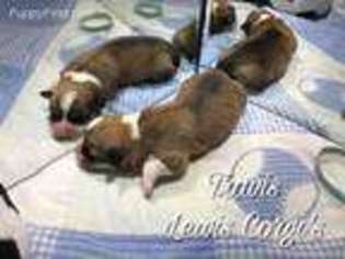 Pembroke Welsh Corgi Puppy for sale in Dibble, OK, USA