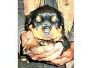 Rottweiler Puppy for sale in Lyle, WA, USA