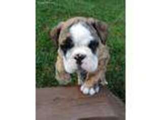 Bulldog Puppy for sale in Potomac, MD, USA