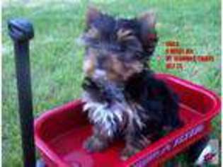 Yorkshire Terrier Puppy for sale in EPHRATA, WA, USA