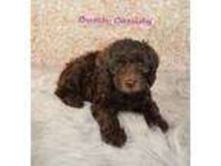 Labradoodle Puppy for sale in Fuquay Varina, NC, USA