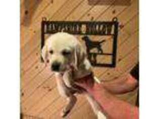 Labrador Retriever Puppy for sale in Poultney, VT, USA