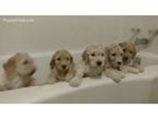Goldendoodle Puppy for sale in Havre De Grace, MD, USA