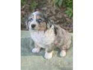 Mutt Puppy for sale in Batesville, MS, USA