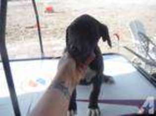 Great Dane Puppy for sale in HELENDALE, CA, USA