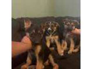 German Shepherd Dog Puppy for sale in Houston, TX, USA