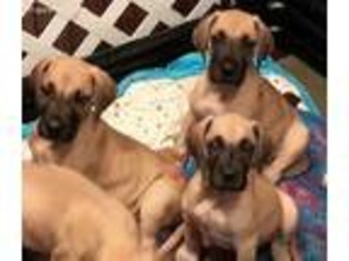 Great Dane Puppy for sale in Windham, OH, USA