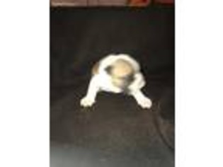 Bulldog Puppy for sale in Brighton, MI, USA
