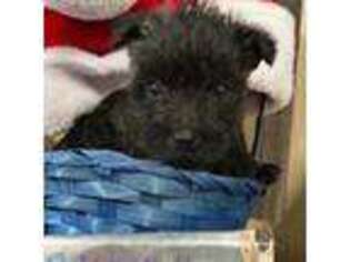 Medium Photo #1 Cairn Terrier Puppy For Sale in Grand Saline, TX, USA