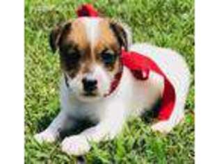 Jack Russell Terrier Puppy for sale in Tulsa, OK, USA