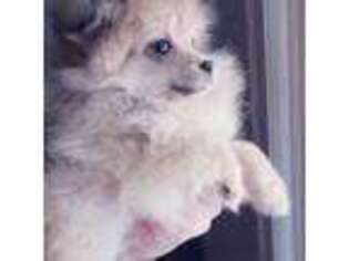 Pomeranian Puppy for sale in Salem, OR, USA