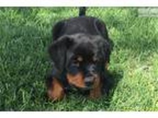 Rottweiler Puppy for sale in Albuquerque, NM, USA