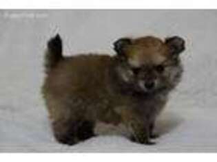 Pomeranian Puppy for sale in Gordon, NE, USA