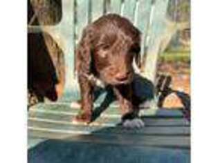 Labradoodle Puppy for sale in Troy, SC, USA