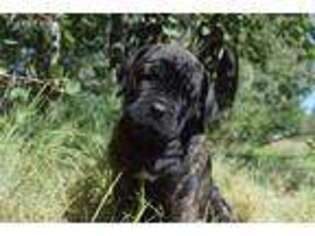 Cane Corso Puppy for sale in Athol, ID, USA