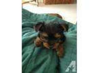 Yorkshire Terrier Puppy for sale in CALDWELL, ID, USA