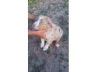 Australian Shepherd Puppy for sale in Charlotte, MI, USA