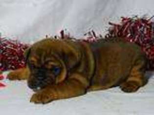 Bulldog Puppy for sale in Williamsburg, IN, USA