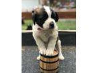 Saint Bernard Puppy for sale in Story City, IA, USA