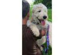 Goldendoodle Puppy for sale in Mansfield, PA, USA