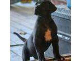 Great Dane Puppy for sale in Lake Butler, FL, USA