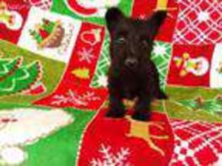 Scottish Terrier Puppy for sale in Friendship, TN, USA