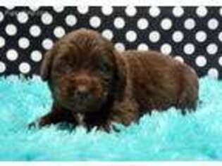 Newfoundland Puppy for sale in Kendallville, IN, USA
