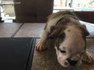 Bulldog Puppy for sale in Laredo, TX, USA