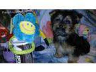 Yorkshire Terrier Puppy for sale in Spiro, OK, USA