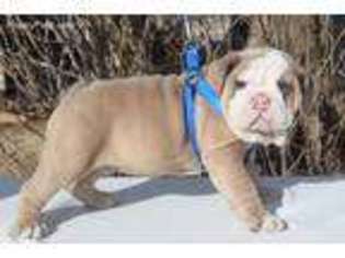 Bulldog Puppy for sale in Vernon, TX, USA
