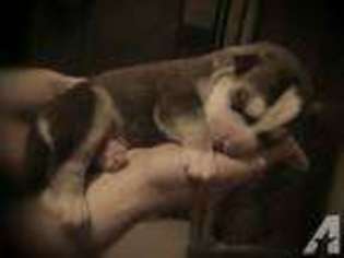 Siberian Husky Puppy for sale in BROOKSVILLE, FL, USA
