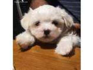 Maltese Puppy for sale in Pueblo, CO, USA