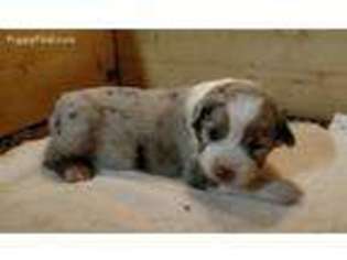 Australian Shepherd Puppy for sale in Rocky Mount, NC, USA