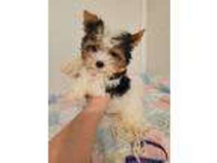 Biewer Terrier Puppy for sale in Fayetteville, AR, USA