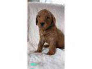 Goldendoodle Puppy for sale in Paynesville, MN, USA