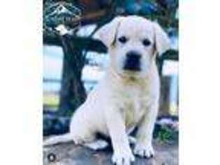 Labrador Retriever Puppy for sale in Winslow, AR, USA