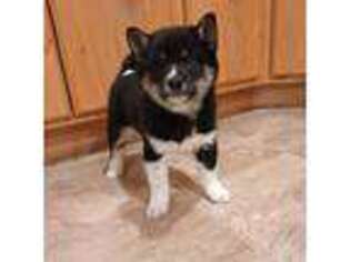 Shiba Inu Puppy for sale in Libby, MT, USA