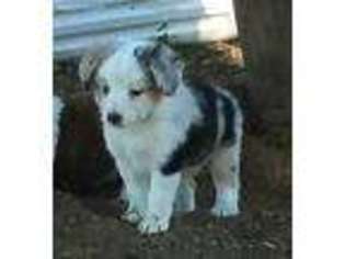 Miniature Australian Shepherd Puppy for sale in Kelseyville, CA, USA