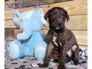 Great Dane Puppy for sale in Creston, OH, USA