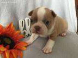 Boston Terrier Puppy for sale in Stephenville, TX, USA