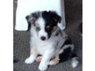 Australian Shepherd Puppy for sale in Sachse, TX, USA