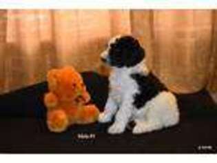 Mutt Puppy for sale in Mead, WA, USA