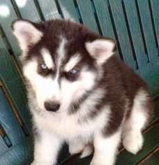 Siberian Husky Puppy for sale in Longmont, CO, USA