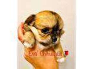 Chihuahua Puppy for sale in Destin, FL, USA