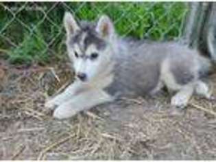 Siberian Husky Puppy for sale in Eden, NC, USA