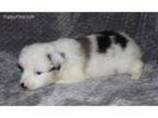 Miniature Australian Shepherd Puppy for sale in Frisco, TX, USA